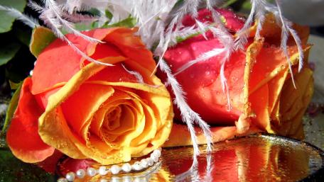 Orange roses wallpaper