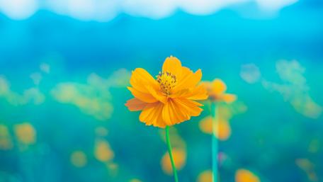 Vivid Yellow Bloom Against a Serene Blue Backdrop wallpaper