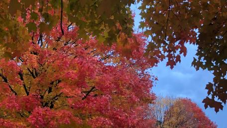 Fall Leaves wallpaper