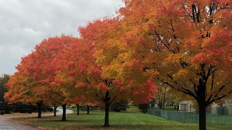 Autumn trees wallpaper