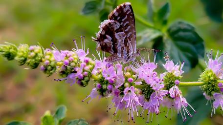 Colorful Butterfly on Purple Flower Close Up wallpaper