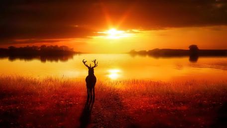 Majestic Sunset with Stag Silhouette wallpaper