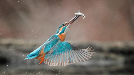 Fishing kingfisher wallpaper