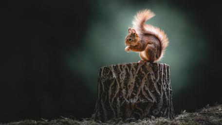Adorable Squirrel on Tree Stump Wallpaper wallpaper