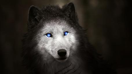 Blue wolf eyes wallpaper