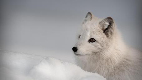 Arctic fox wallpaper