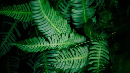 Fern leaves wallpaper