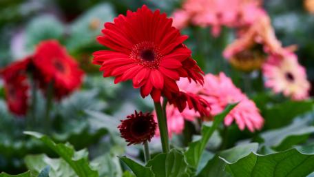 Red Gerbera Bloom in Vibrant Detail wallpaper