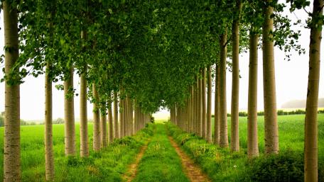 Serene Tree-Lined Country Road Wallpaper wallpaper