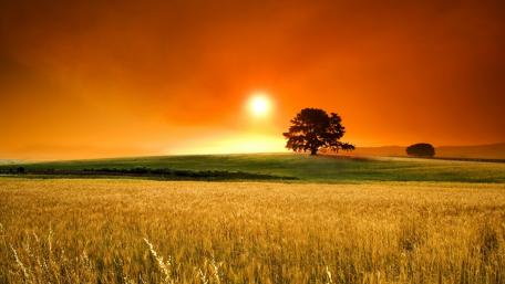 Golden Prairie Serenity at Sunset wallpaper