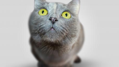 Mesmerizing Grey Cat with Striking Eyes Windows of Wonder wallpaper