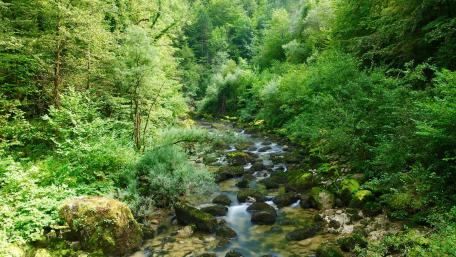 Serene Brook in Lush Greenery wallpaper