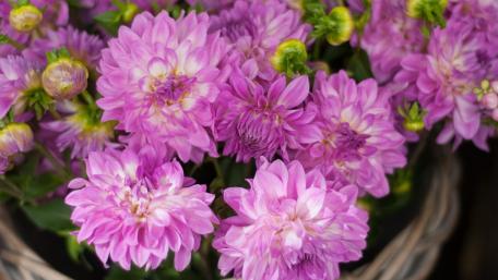 Vibrant Pink Blossoms in Full Bloom wallpaper