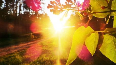 Sunlight Dancing Through Leaves wallpaper