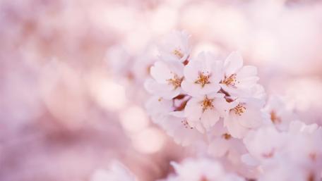 Delicate Pink Blossoms in Spring Light wallpaper