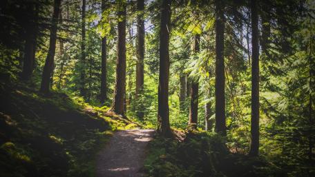 Serene Forest Trail Embraced by Nature's Beauty wallpaper