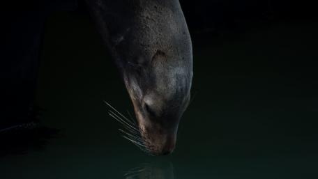 Sea lion wallpaper
