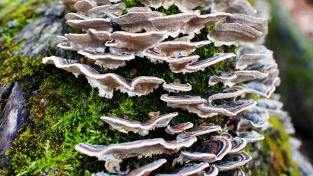 Nature's Fungi Delight on Tree Trunk wallpaper