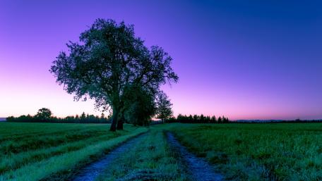 Serene Evening Landscape with Dirt Road and Tree wallpaper
