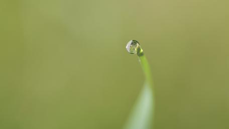 Nature's Jewel on a Blade of Grass wallpaper