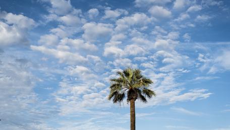 Serene Palm Tree Under a Vast Blue Sky wallpaper