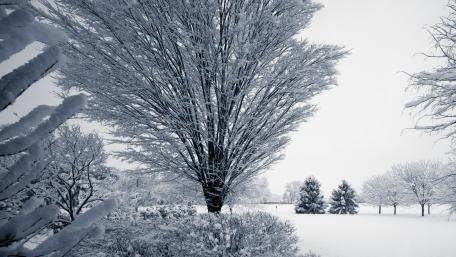 Serene Monochrome Winter Wonderland wallpaper
