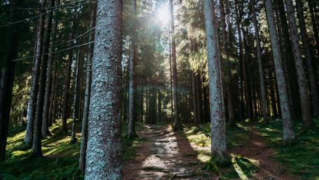 Tranquil Forest Trail Under Sunlight wallpaper