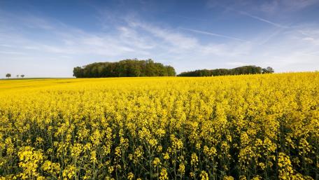 Vibrant Yellow Rapeseed Field Landscape wallpaper