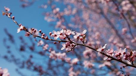 Spring Blossoms Against a Clear Blue Sky wallpaper