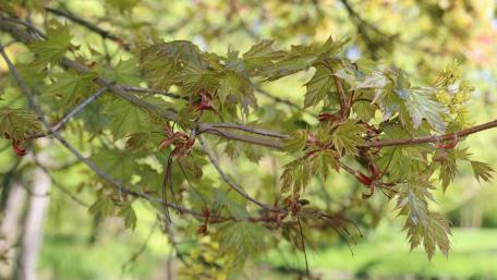 Vibrant Green Leaves in Nature's Embrace wallpaper