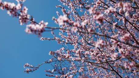 Spring Blossoms Under a Clear Blue Sky wallpaper