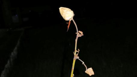 Withering Bloom Against the Dark Night Sky wallpaper