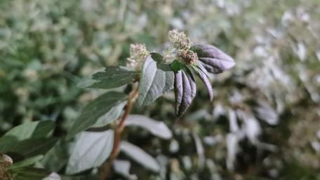 Delicate Leaves in Soft Focus for Serenity wallpaper