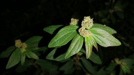 Lush Green Leaves Under Night Sky wallpaper