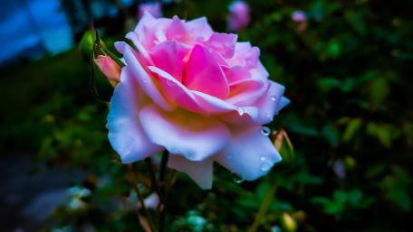 Baby pink rose wallpaper
