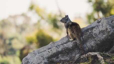 Curious Squirrel on a Tree Trunk wallpaper