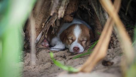 Slumbering Puppy in a Cozy Hideaway wallpaper