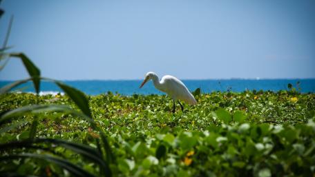 Elegant Great Egret in a Lush Coastal Landscape wallpaper