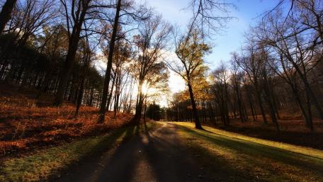 Autumn Light on Forest Road wallpaper