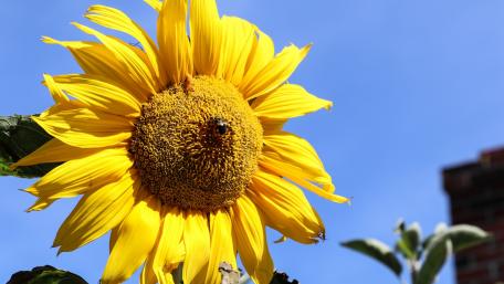 Bright and Joyful Sunflower in Full Bloom wallpaper