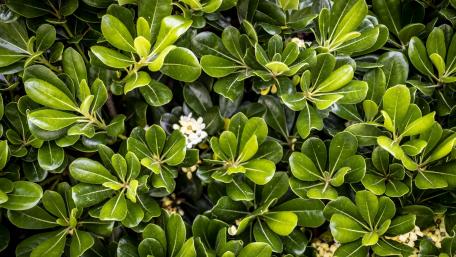 Lush Greenery Embracing Nature's Serenity wallpaper