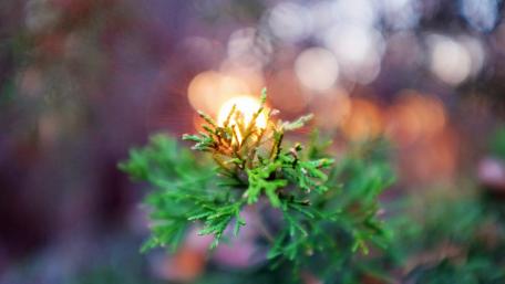 Serene Evergreen Bokeh Lights Wallpaper wallpaper