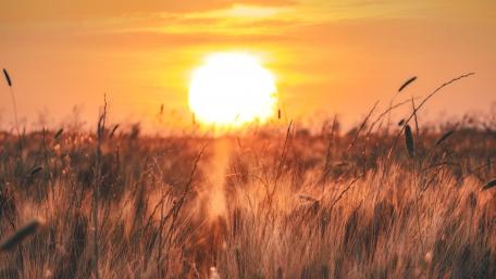 Golden Hour Serenity in Nature wallpaper