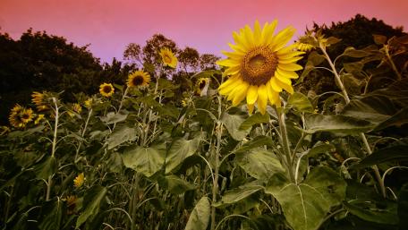 Vibrant Sunflowers Under a Pink Sky wallpaper