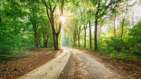 Serene Forest Road Bathed in Sunlight wallpaper