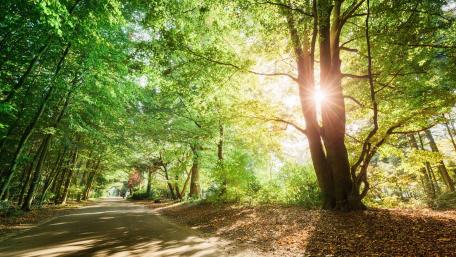 Serene Sunshine in a Lush Forest Scene wallpaper