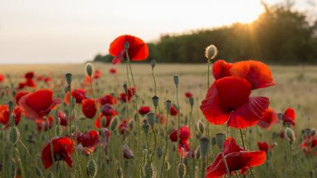 Radiant Summer Poppy Field wallpaper