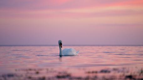 Serene Swan Gliding at Dusk wallpaper