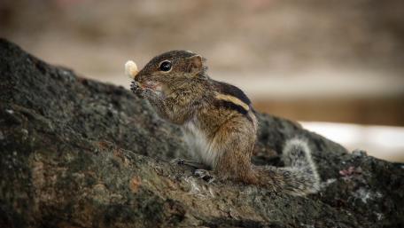 Adorable Squirrel Enjoying a Snack wallpaper