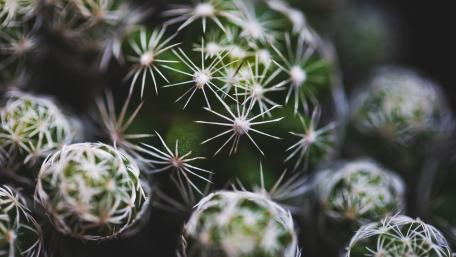 Prickly Beauty of Cacti Flowers wallpaper